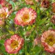 Гравілат ‘Cocktail Cosmopolitan’ (Geum hybrida) — купити саджанець Р9