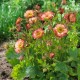 Гравілат ‘Cocktail Cosmopolitan’ (Geum hybrida) — купити саджанець Р9