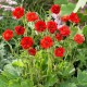 Гравілат ‘Mrs J. Bradshaw’ (Geum × chiloense) — купити саджанець Р9