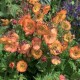 Гравілат ‘Nonna’ (Geum hybrida) — купити саджанець Р9