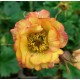 Гравілат ‘Nonna’ (Geum hybrida) — купити саджанець Р9