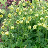 Гравілат річковий 'Tales of Hex' 