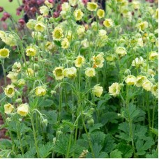 Гравілат річковий 'Tales of Hex' 