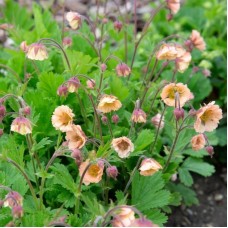 Гравілат Censation ‘Two Tone Pearl’