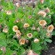 Гравілат Censation ‘Two Tone Pearl’ (Geum hybrida) — купити саджанець Р9