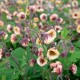 Гравілат Censation ‘Two Tone Pearl’ (Geum hybrida) — купити саджанець Р9