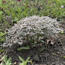 Кермек татарський