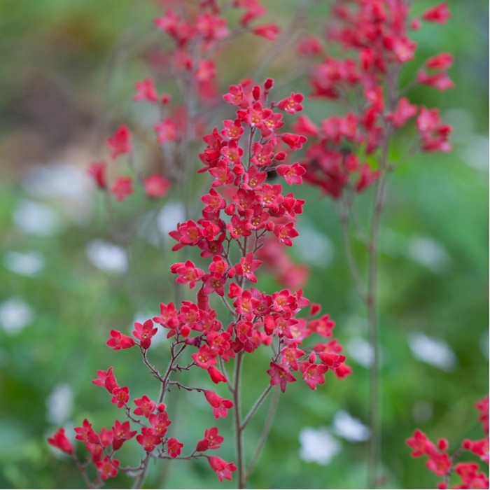 Гейхера ‘Coral Forest’ (Heuchera sanguinea) — червоні квіти, 35 см