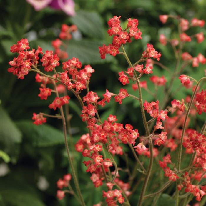 Гейхера ‘Coral Forest’ (Heuchera sanguinea) — червоні квіти, 35 см