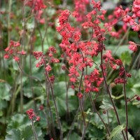 Гейхера криваво-червона 'Coral Forest' 