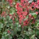 Гейхера ‘Coral Forest’ (Heuchera sanguinea) — червоні квіти, 35 см