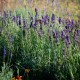 Лаванда вузьколиста 'Hidcote'