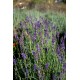 Лаванда вузьколиста 'Hidcote'
