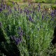Лаванда вузьколиста 'Hidcote'