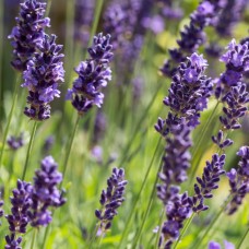 Лаванда 'Ellegance Purple'