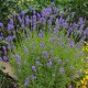 Лаванда 'Ellegance Purple' - саджанець Р9, купити онлайн