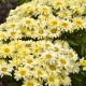 Королиця ‘Banana Cream’ (Leucanthemum × superbum) — садова ромашка в Р9