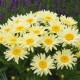 Королиця ‘Banana Cream’ (Leucanthemum × superbum) — садова ромашка в Р9