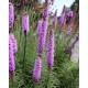 Ліатрис бузковий