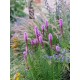 Ліатрис бузковий