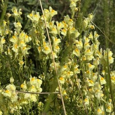 Льонок звичайний 70+ насінин