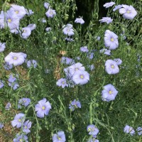 Льон багаторічний