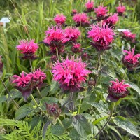 Монарда 'Bee-Merry'