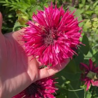 Монарда 'Pink Supreme'