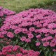 Монарда SUGAR BUZZ® ‘Bubblegum Blast’ (Monarda hybrida) — компактний сорт