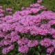 Монарда SUGAR BUZZ® ‘Bubblegum Blast’ (Monarda hybrida) — компактний сорт