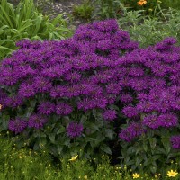 Монарда SUGAR BUZZ® Grape Gumball