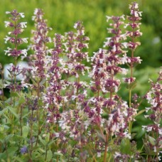 Котовнік крупноквітковий 'Florina' 