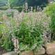 Котовнік крупноквітковий 'Florina' 
