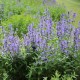Котовнік сибірський 'Souvenir d'André Chaudron'