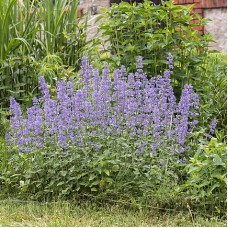 Котовнік крупноквітковий 'Summer Magic'