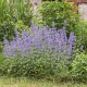 Котовнік крупноквітковий 'Summer Magic'
