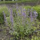 Котовнік крупноквітковий 'Summer Magic'