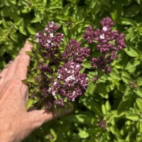 Орегано 'Zorba Red' 