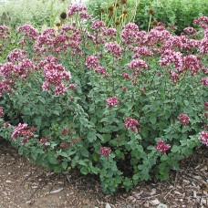 Орегано 'Rosencuppel' 