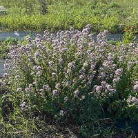 Орегано (материнка) звичайне 100+ насінин