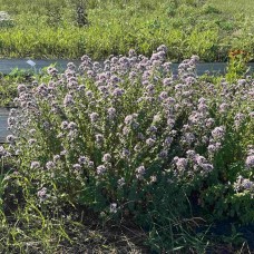 Орегано (материнка) звичайне 100+ насінин