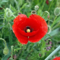 Мак український польовий 200 насінин