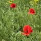 Мак український польовий 200 насінин