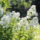 Флокс мітлястий ‘David’ (Phlox paniculata) — купити саджанець Р9