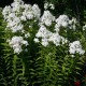 Флокс мітлястий ‘David’ (Phlox paniculata) — купити саджанець Р9