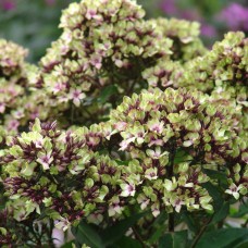 Флокс мітлястий 'Mystique Green'