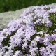 Флокс шилоподібний 'Emerald Cushion Blue' ( Phlox subulata) — купити саджанець Р9