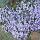 Флокс шилоподібний 'Emerald Cushion Blue' ( Phlox subulata) — купити саджанець Р9