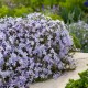 Флокс шилоподібний 'Emerald Cushion Blue' ( Phlox subulata) — купити саджанець Р9