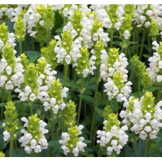 Суховершки крупноквіткові білі